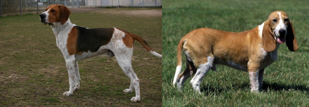 Schweizer Niederlaufhund vs Anglo-Francais de Petite Venerie - Breed Comparison