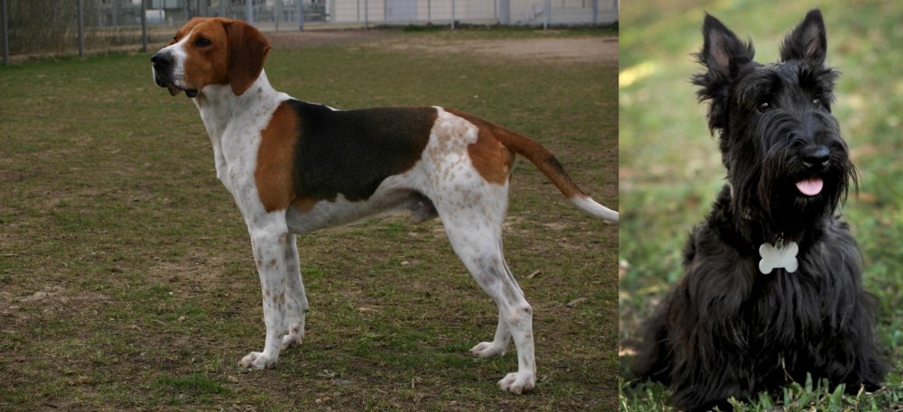 Scoland Terrier vs Anglo-Francais de Petite Venerie - Breed Comparison