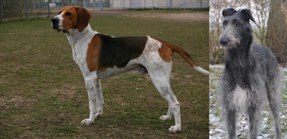 Scottish Deerhound vs Anglo-Francais de Petite Venerie - Breed Comparison
