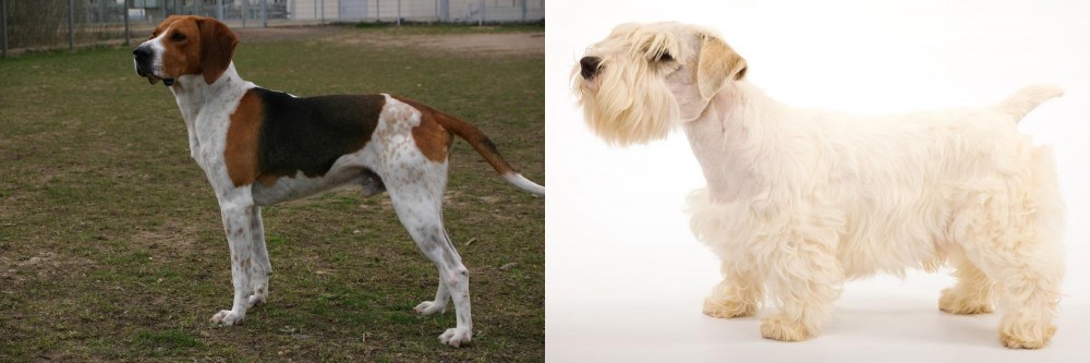 Sealyham Terrier vs Anglo-Francais de Petite Venerie - Breed Comparison