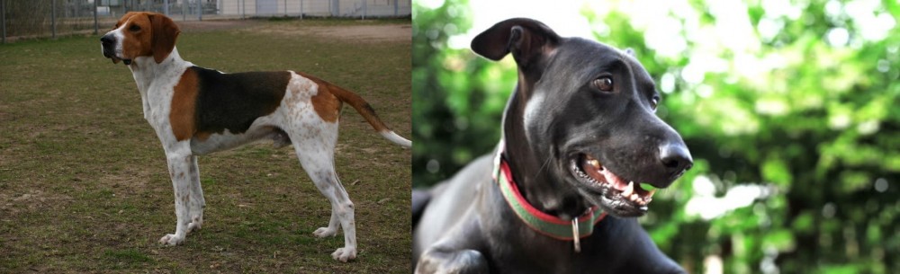 Shepard Labrador vs Anglo-Francais de Petite Venerie - Breed Comparison