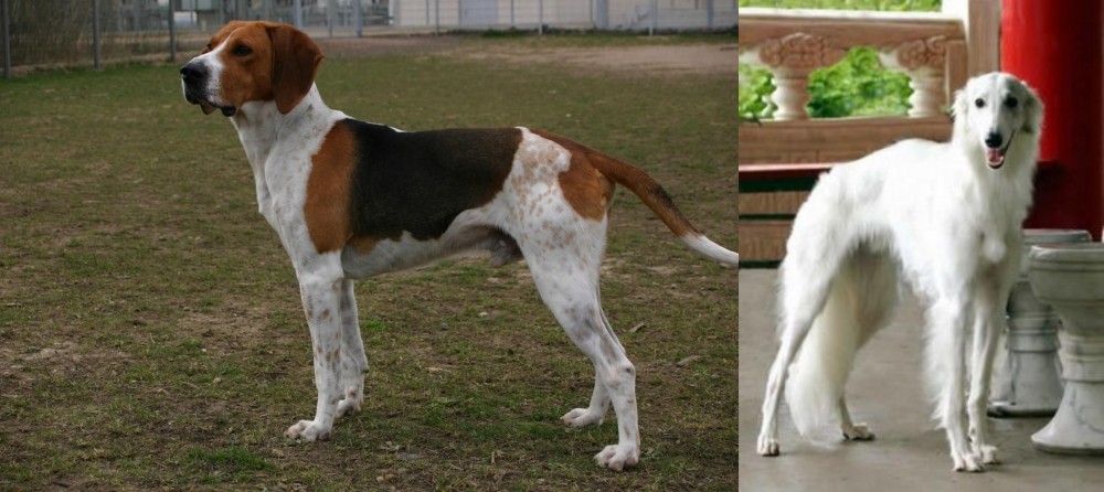 Silken Windhound vs Anglo-Francais de Petite Venerie - Breed Comparison
