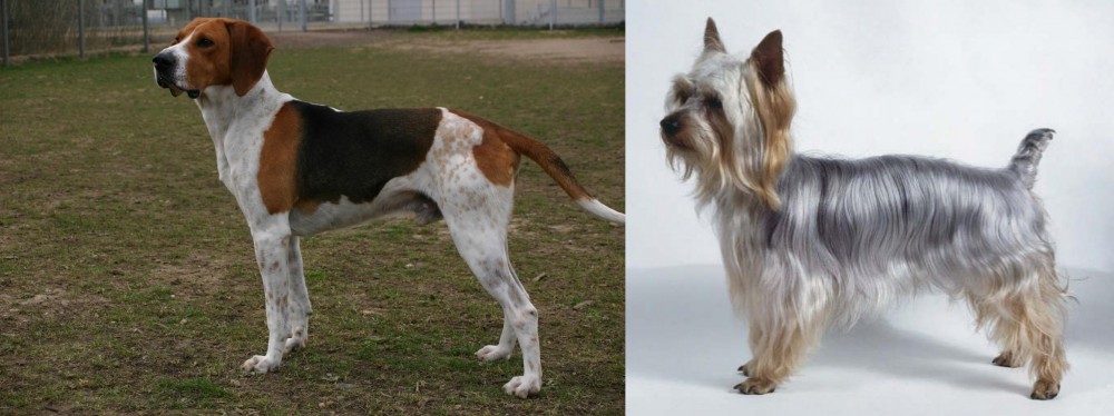Silky Terrier vs Anglo-Francais de Petite Venerie - Breed Comparison