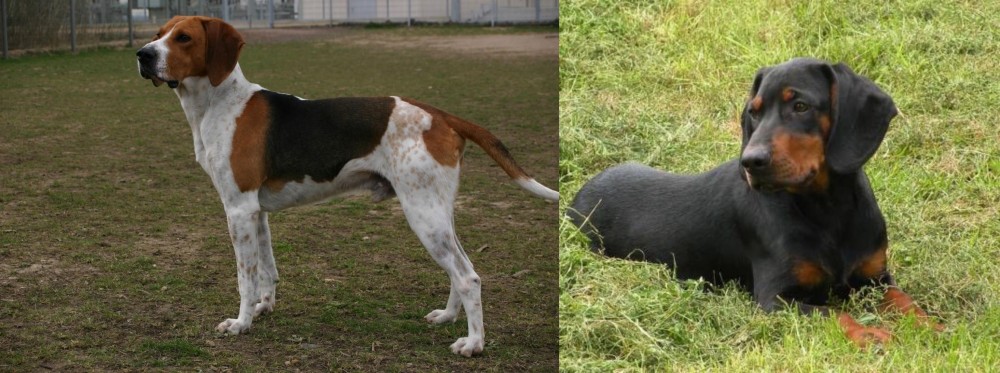 Slovakian Hound vs Anglo-Francais de Petite Venerie - Breed Comparison