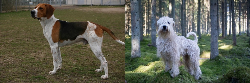 Soft-Coated Wheaten Terrier vs Anglo-Francais de Petite Venerie - Breed Comparison