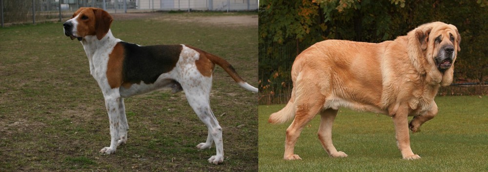 Spanish Mastiff vs Anglo-Francais de Petite Venerie - Breed Comparison