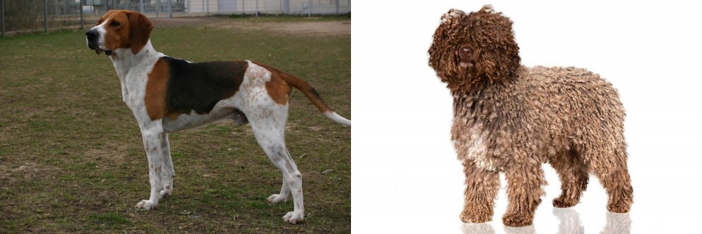 Spanish Water Dog vs Anglo-Francais de Petite Venerie - Breed Comparison