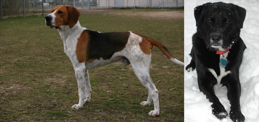St. John's Water Dog vs Anglo-Francais de Petite Venerie - Breed Comparison