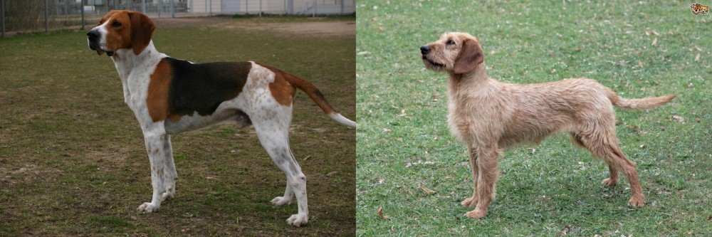Styrian Coarse Haired Hound vs Anglo-Francais de Petite Venerie - Breed Comparison