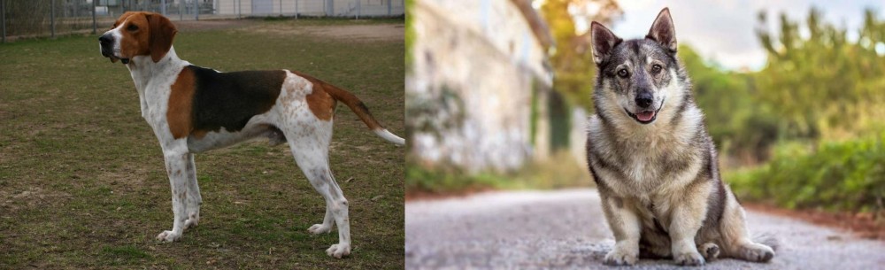 Swedish Vallhund vs Anglo-Francais de Petite Venerie - Breed Comparison