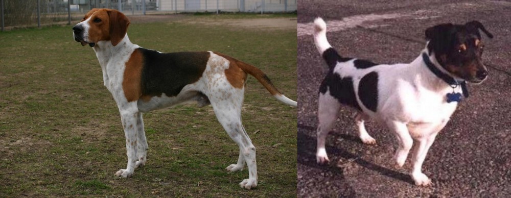 Teddy Roosevelt Terrier vs Anglo-Francais de Petite Venerie - Breed Comparison