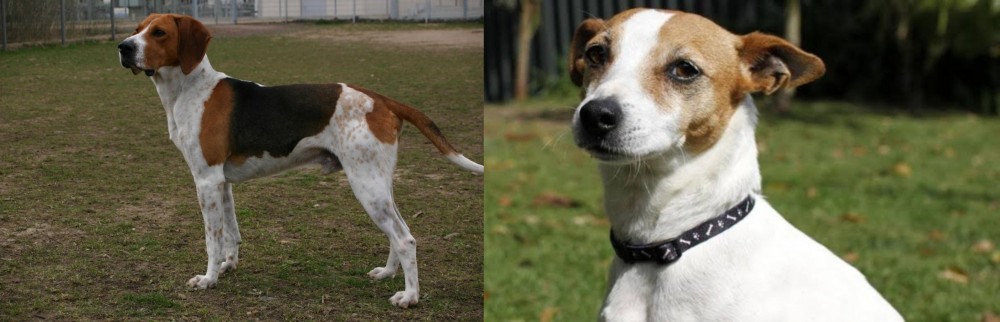 Tenterfield Terrier vs Anglo-Francais de Petite Venerie - Breed Comparison