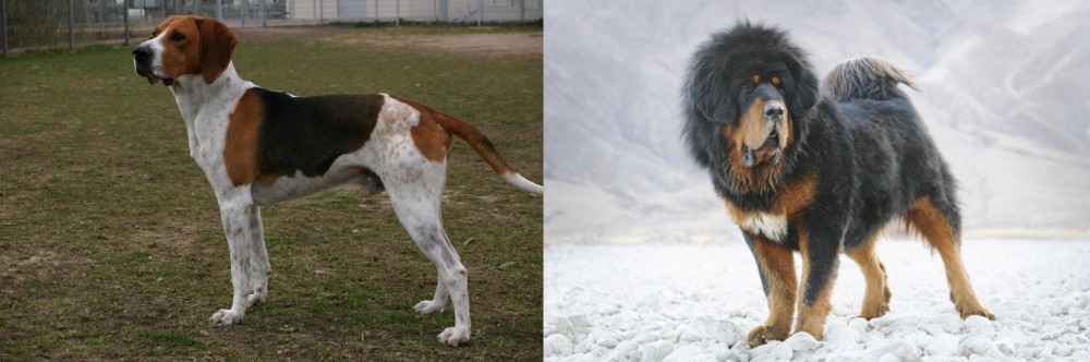 Tibetan Mastiff vs Anglo-Francais de Petite Venerie - Breed Comparison