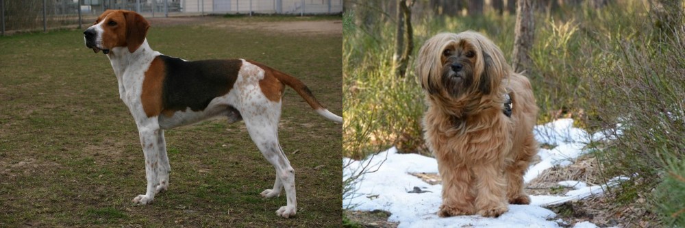 Tibetan Terrier vs Anglo-Francais de Petite Venerie - Breed Comparison