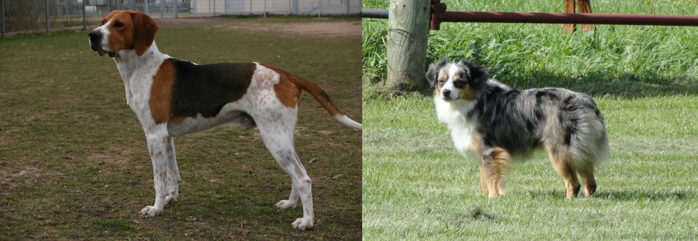 Toy Australian Shepherd vs Anglo-Francais de Petite Venerie - Breed Comparison