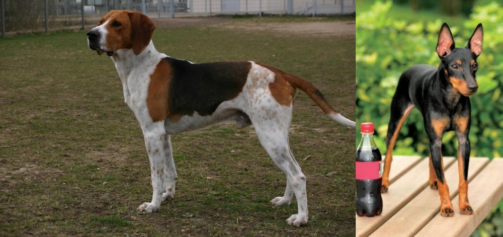 Toy Manchester Terrier vs Anglo-Francais de Petite Venerie - Breed Comparison