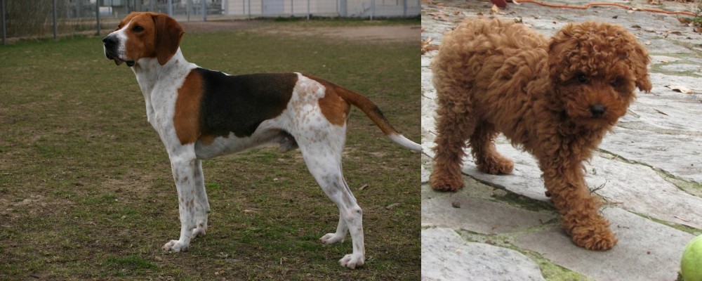 Toy Poodle vs Anglo-Francais de Petite Venerie - Breed Comparison