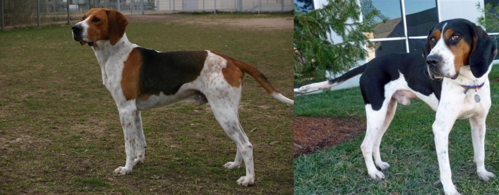 Treeing Walker Coonhound vs Anglo-Francais de Petite Venerie - Breed Comparison
