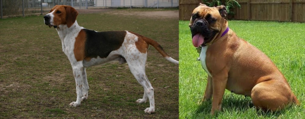 Valley Bulldog vs Anglo-Francais de Petite Venerie - Breed Comparison