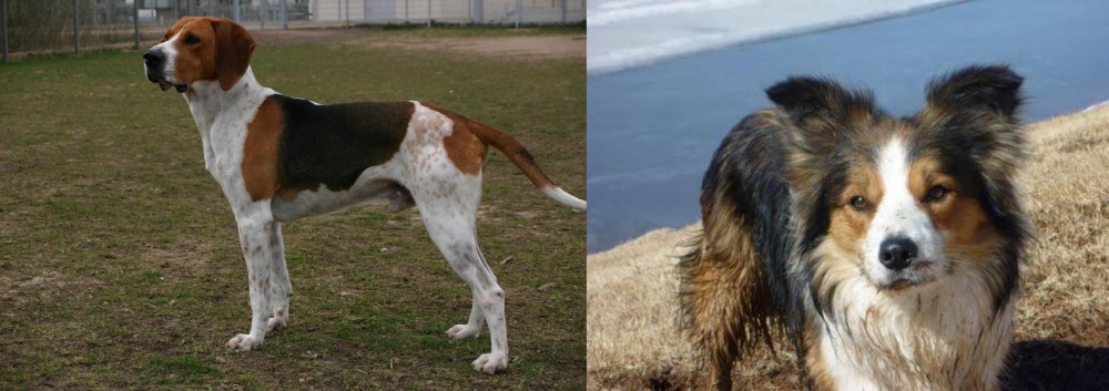 Welsh Sheepdog vs Anglo-Francais de Petite Venerie - Breed Comparison