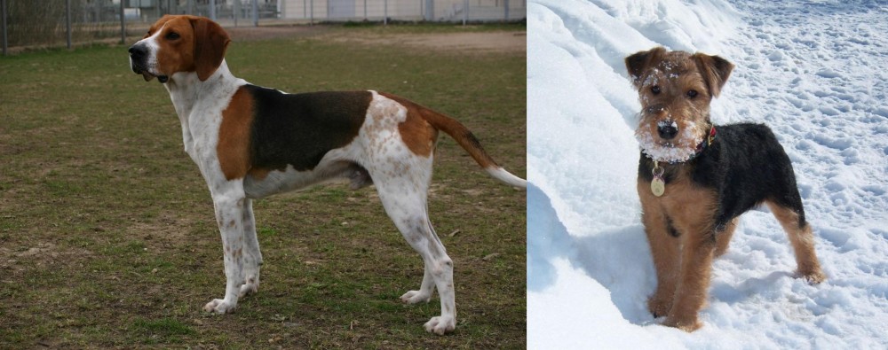 Welsh Terrier vs Anglo-Francais de Petite Venerie - Breed Comparison