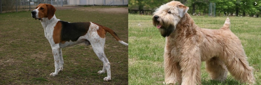 Wheaten Terrier vs Anglo-Francais de Petite Venerie - Breed Comparison