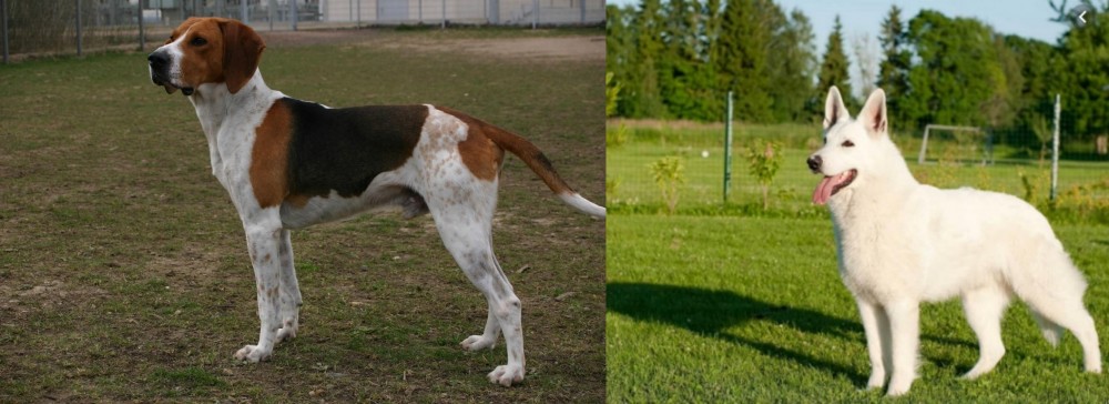 White Shepherd vs Anglo-Francais de Petite Venerie - Breed Comparison