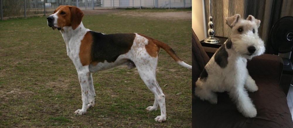 Wire Haired Fox Terrier vs Anglo-Francais de Petite Venerie - Breed Comparison