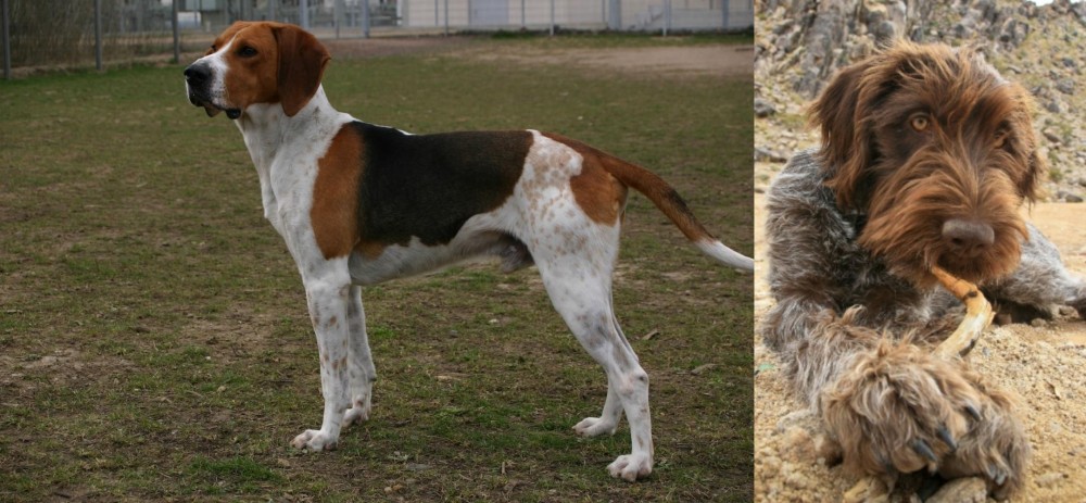 Wirehaired Pointing Griffon vs Anglo-Francais de Petite Venerie - Breed Comparison