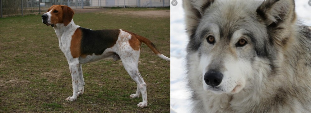 Wolfdog vs Anglo-Francais de Petite Venerie - Breed Comparison