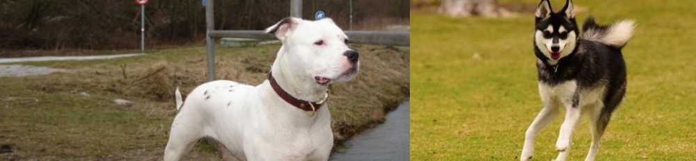 Alaskan Klee Kai vs Antebellum Bulldog - Breed Comparison