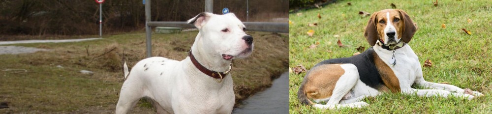 American English Coonhound vs Antebellum Bulldog - Breed Comparison
