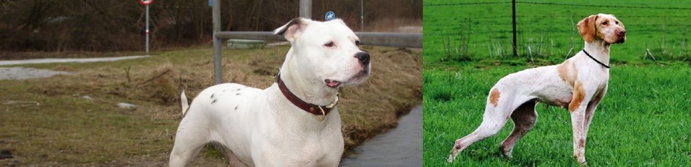 Ariege Pointer vs Antebellum Bulldog - Breed Comparison