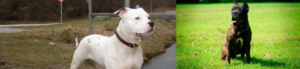 Bandog vs Antebellum Bulldog - Breed Comparison