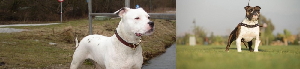 Bantam Bulldog vs Antebellum Bulldog - Breed Comparison