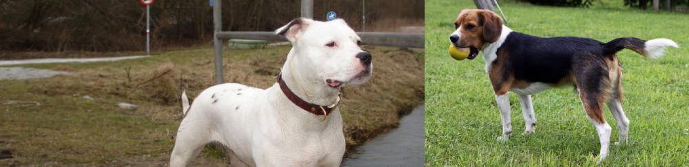 Beaglier vs Antebellum Bulldog - Breed Comparison