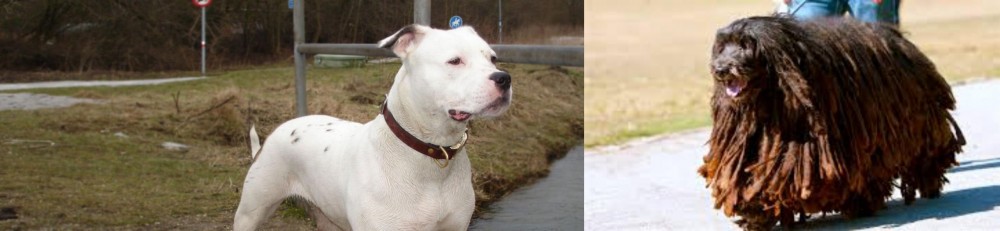 Bergamasco vs Antebellum Bulldog - Breed Comparison