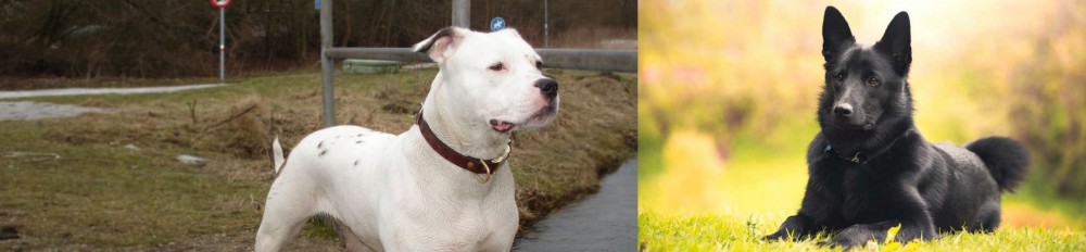 Black Norwegian Elkhound vs Antebellum Bulldog - Breed Comparison