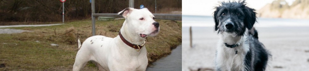 Bordoodle vs Antebellum Bulldog - Breed Comparison