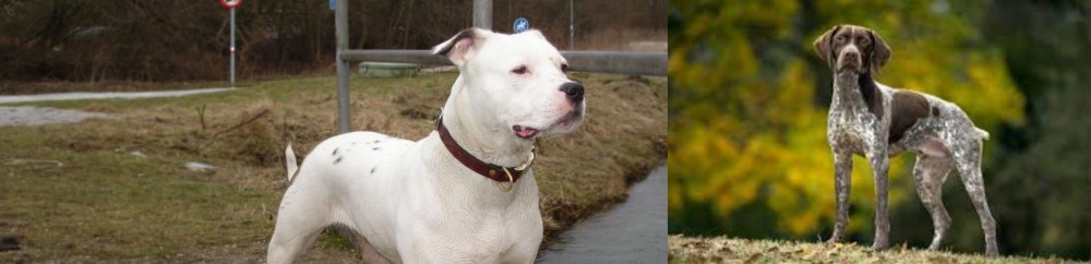 Braque Francais (Gascogne Type) vs Antebellum Bulldog - Breed Comparison
