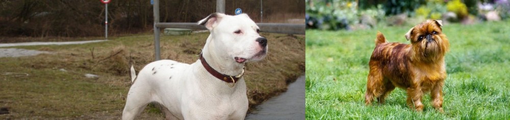 Brussels Griffon vs Antebellum Bulldog - Breed Comparison