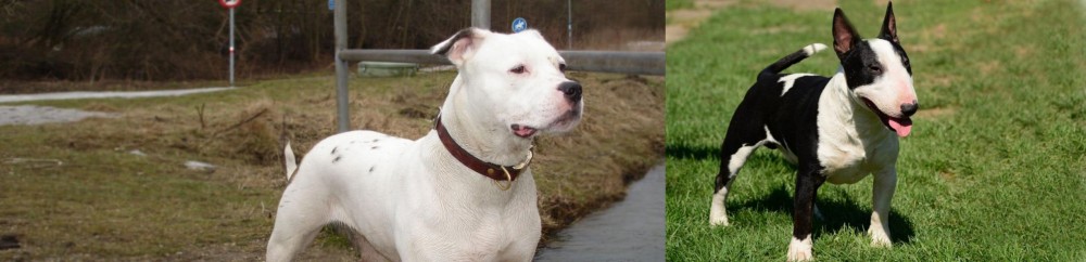 Bull Terrier Miniature vs Antebellum Bulldog - Breed Comparison