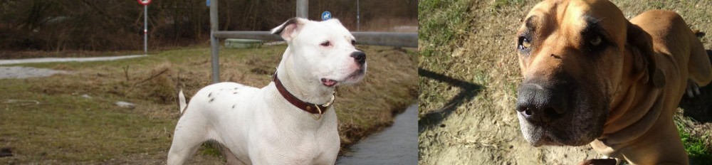 Cabecudo Boiadeiro vs Antebellum Bulldog - Breed Comparison