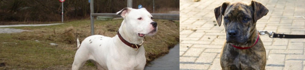 Catahoula Bulldog vs Antebellum Bulldog - Breed Comparison