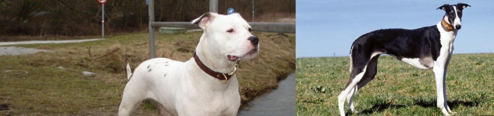 Chart Polski vs Antebellum Bulldog - Breed Comparison