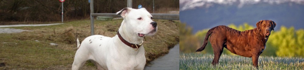 Chesapeake Bay Retriever vs Antebellum Bulldog - Breed Comparison