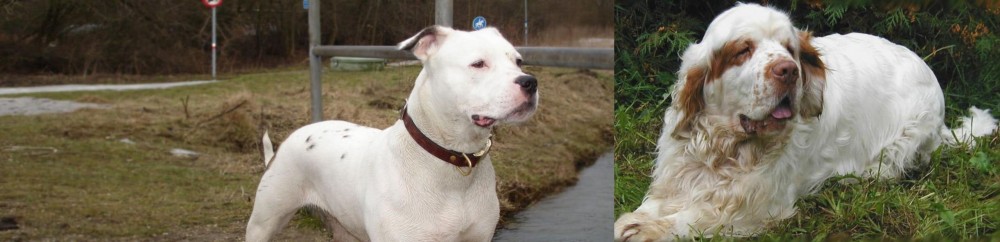 Clumber Spaniel vs Antebellum Bulldog - Breed Comparison
