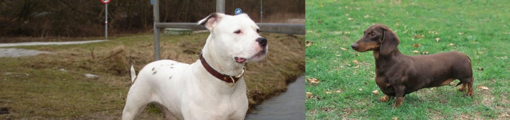 Dachshund vs Antebellum Bulldog - Breed Comparison
