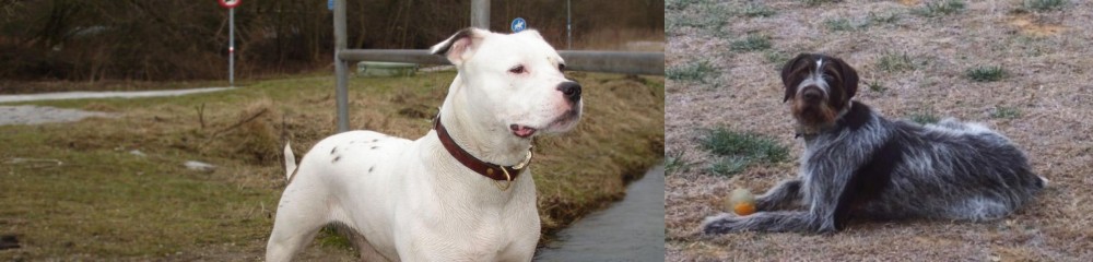Deutsch Drahthaar vs Antebellum Bulldog - Breed Comparison