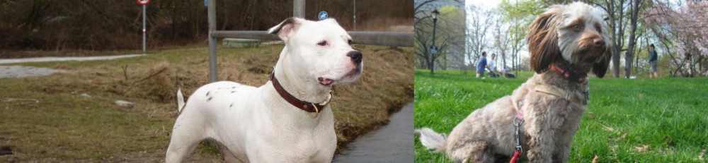 Doxiepoo vs Antebellum Bulldog - Breed Comparison